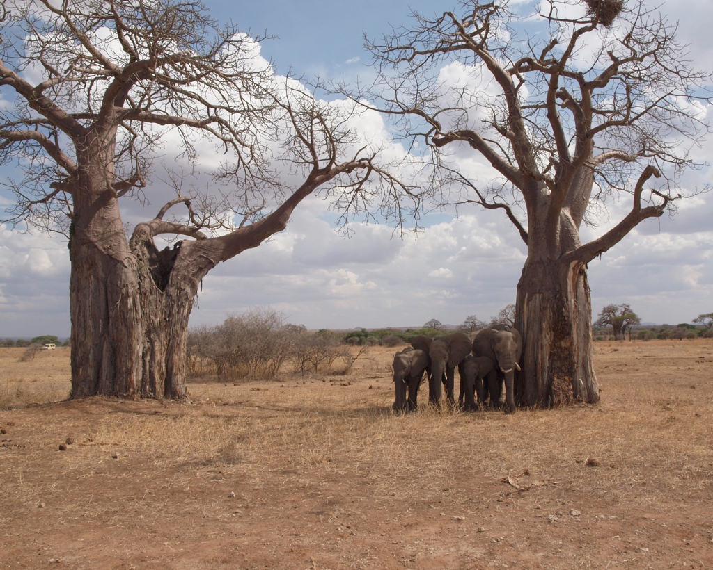 Tarangire NP, Baobab