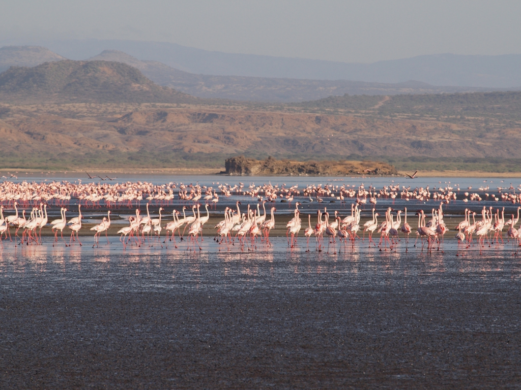 Flamingos, Natronsee